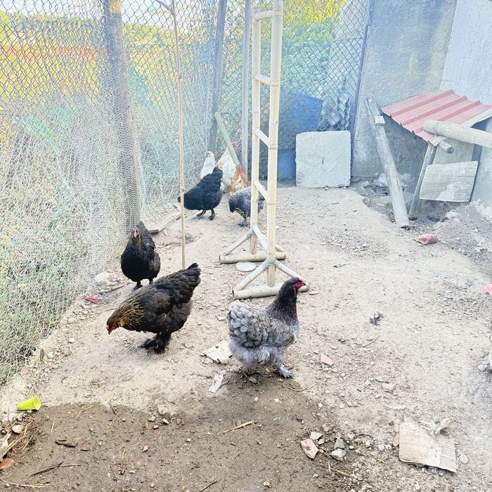 galinhas Brahmas