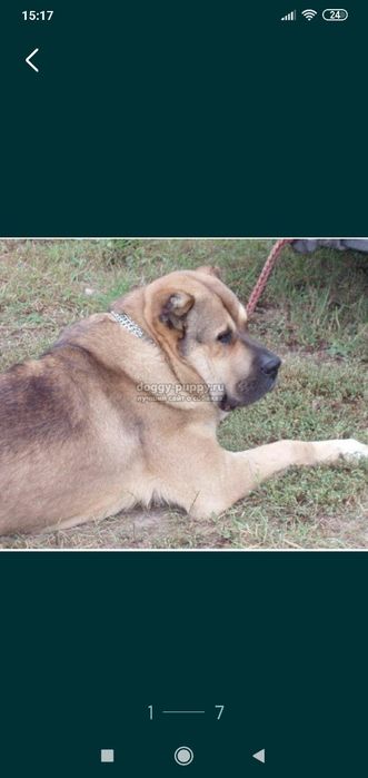 Выгул собак, передержка