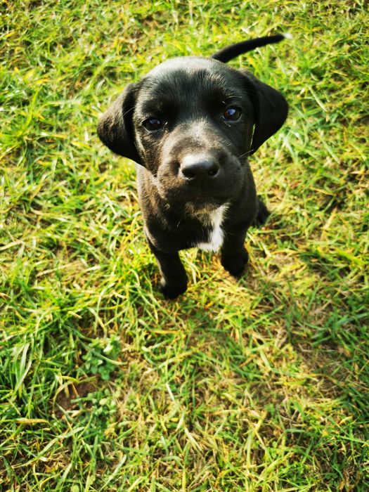 Oddam za darmo suczkę