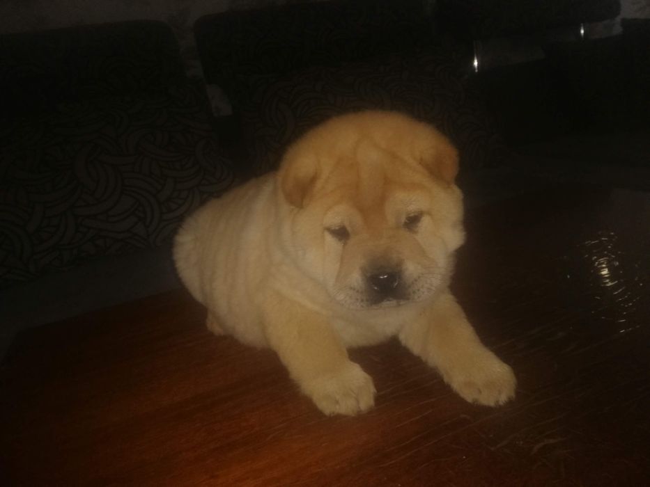 Цуценята Шарпей-чао-чао смесь