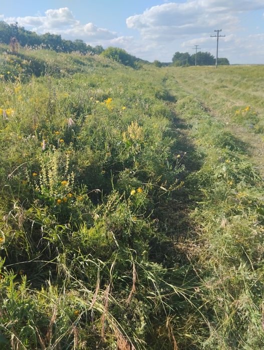 Солома Сено луговое в тюках