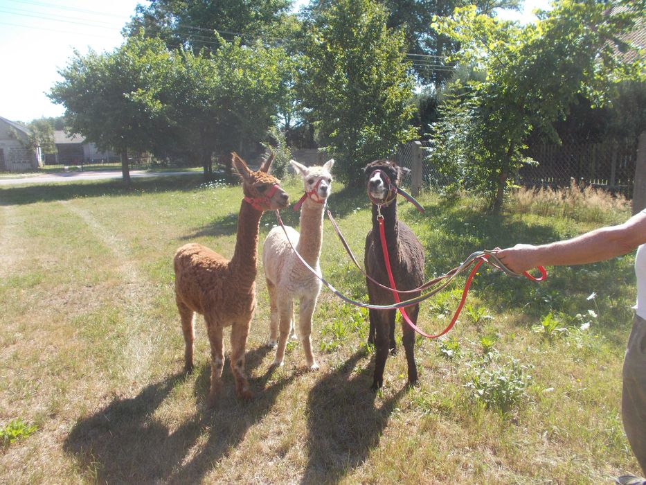 sprzedam samiec alpaki