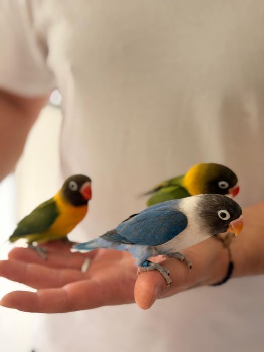 Agapornis personata criados a mão