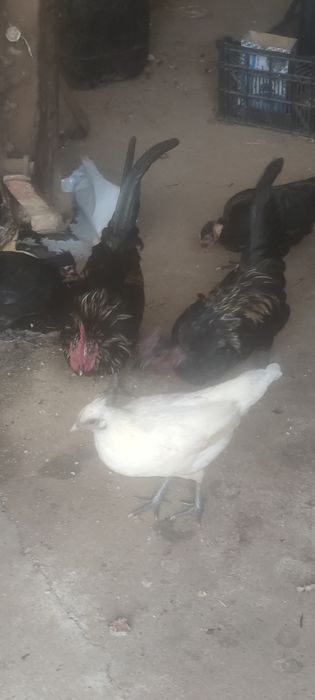 Granizas fêmeas e machos.