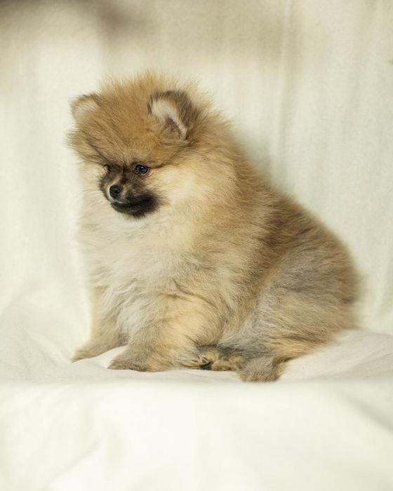 Pomeranian piesek typ misia,po bardzo małych rodzicach