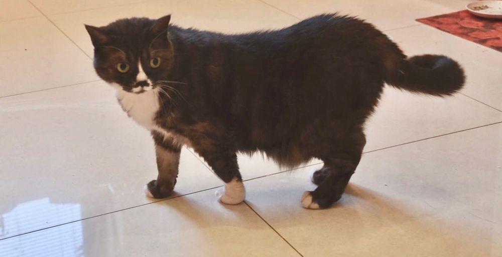 Жаклін. Стерилізована, вакцинована, має ветпаспорт