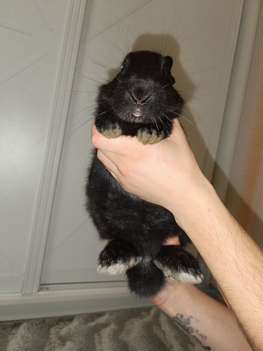 Кролі/Кролики Полтавське срібло