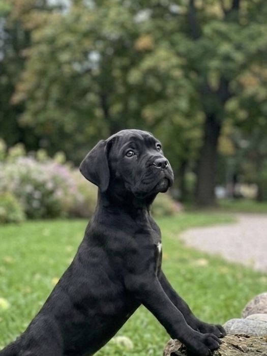 Кане Корсо продам цуценя