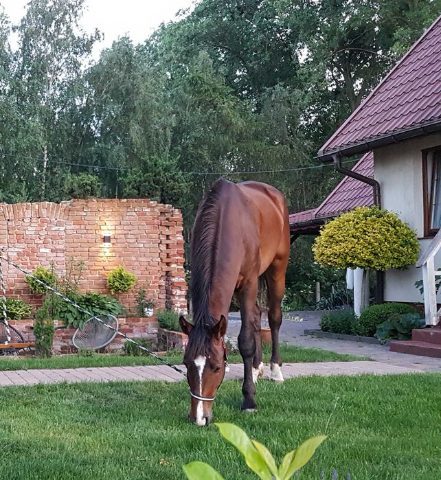 GRATIS!!!    dzierżawa wałach DANTE  po SANTTOS   5 lat