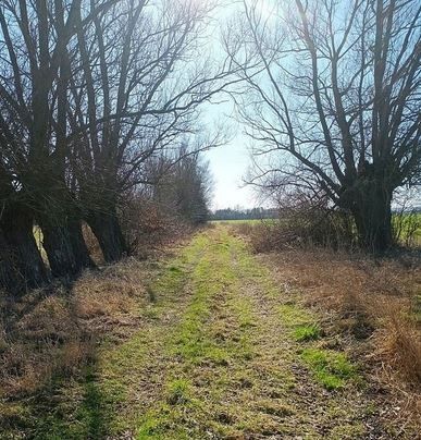 Działka rolna łąki 2,2616 ha Kodrąb wyspa Wolin - Widok 2