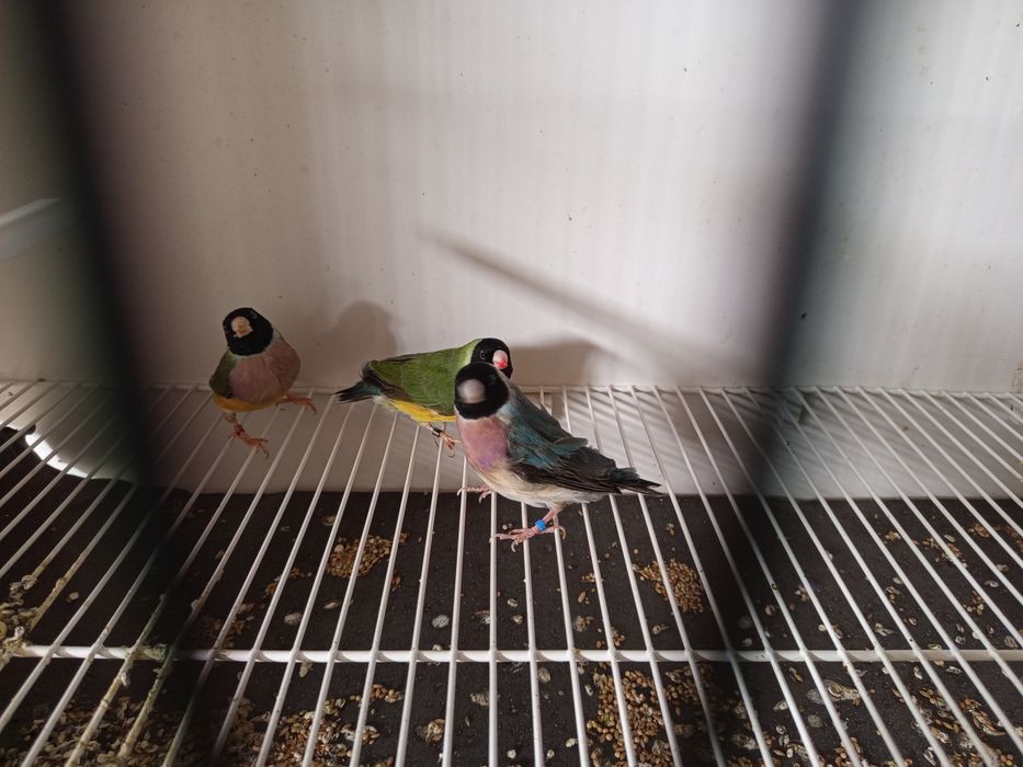 Diamantes Gould várias mutações
