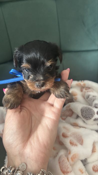 Szczeniaki yorkshire Terrier