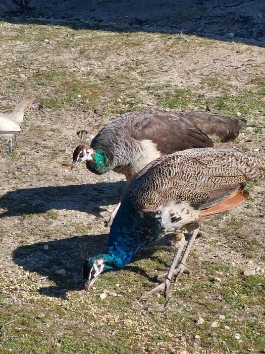 Casal  de pavões azuis