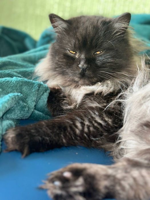 Котята тифанни ( кошка русская голубая , кот- шантильи-тифанни)