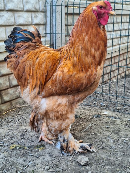 Kogut Brahma Olbrzymia