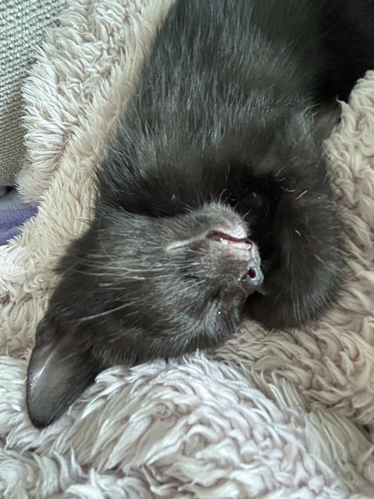 Dou gatinho para adoção responsável
