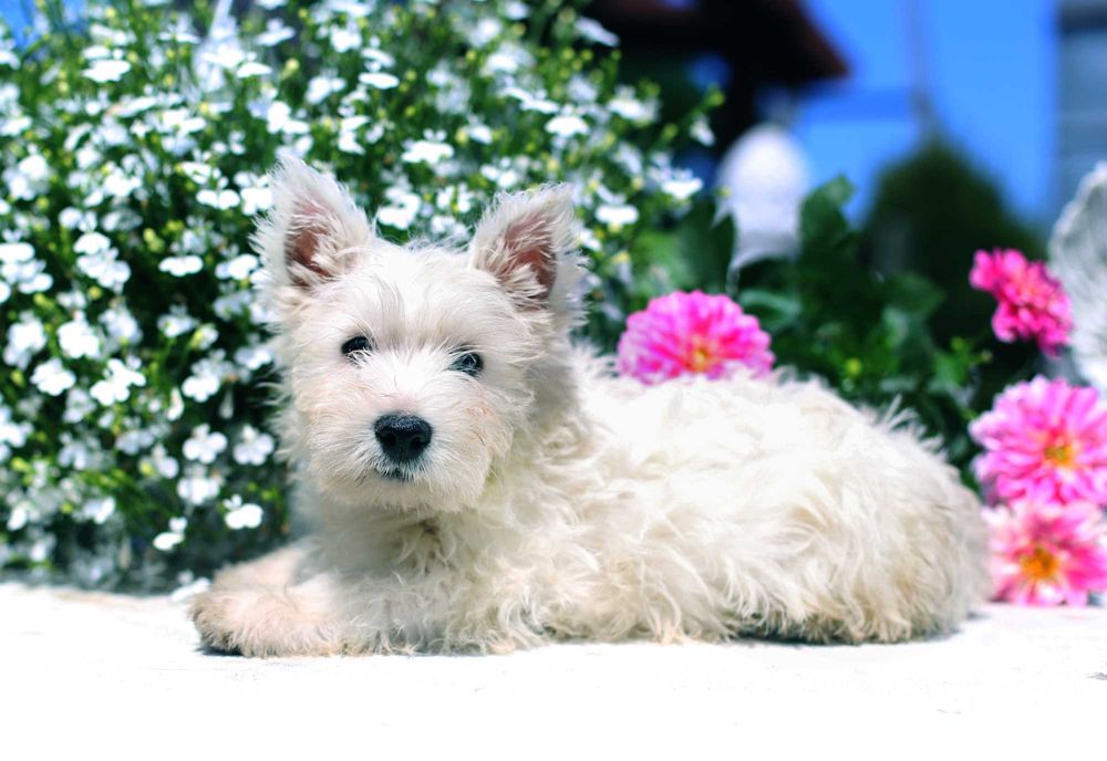 West Highland Terrier