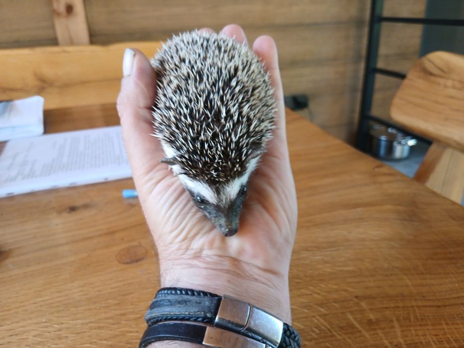 Jeż pigmejski samiec,samica 8 tyg.,odrobaczone, oswojone,ks zdrowia