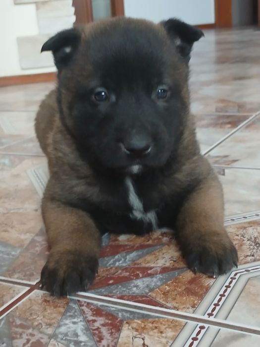 Szczenię owczarek belgijski malinois