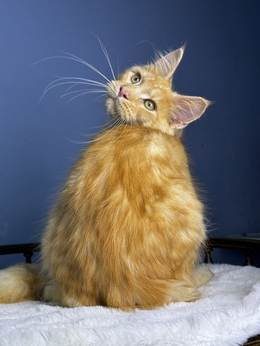 Эфектный мальчик мейн кун с выразительной внешностью   Mainecoon