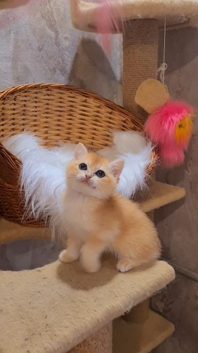 Золотая шиншилла котята