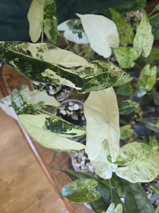 Alokazja Alocasia
