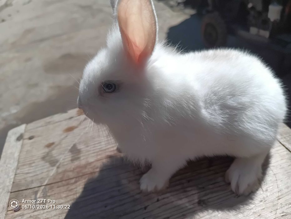 Coelhos anões juvenis