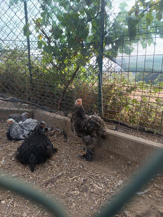 Brahmas perdiz e machos de outra mutação