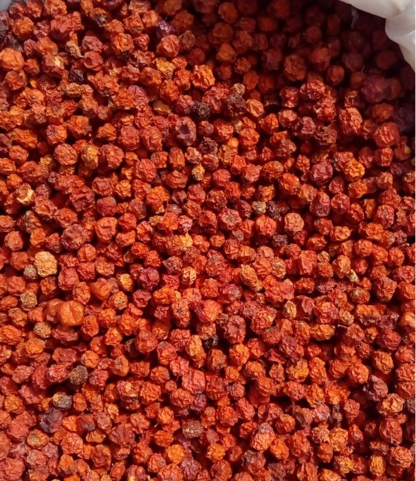 Червона горобина Красная рябина з Карпат