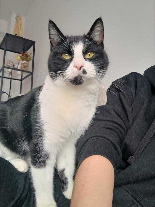 MARILYN - 2-letnia miziasta śliczna koteczka szuka domku!