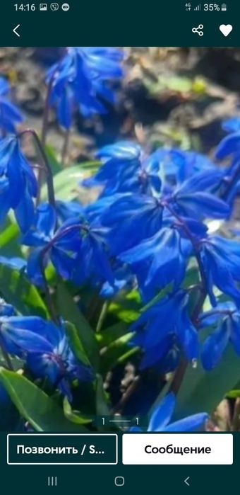 Продам проліски зі свого саду