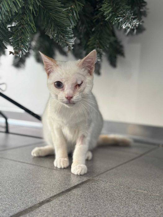 Gato para adoçao ( Supra)