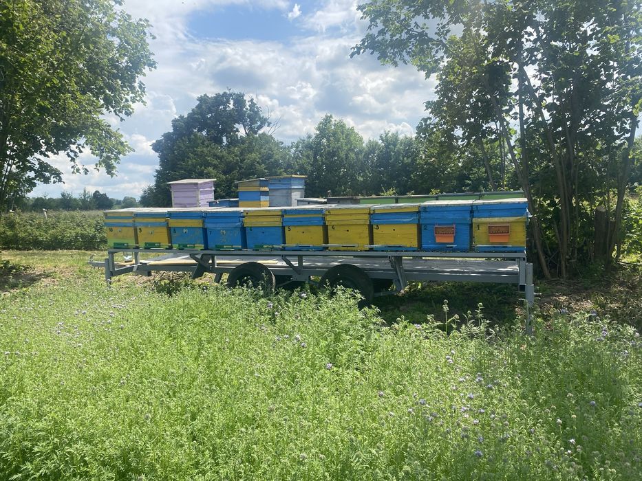 Бджоловіз з вуликами та бджолами