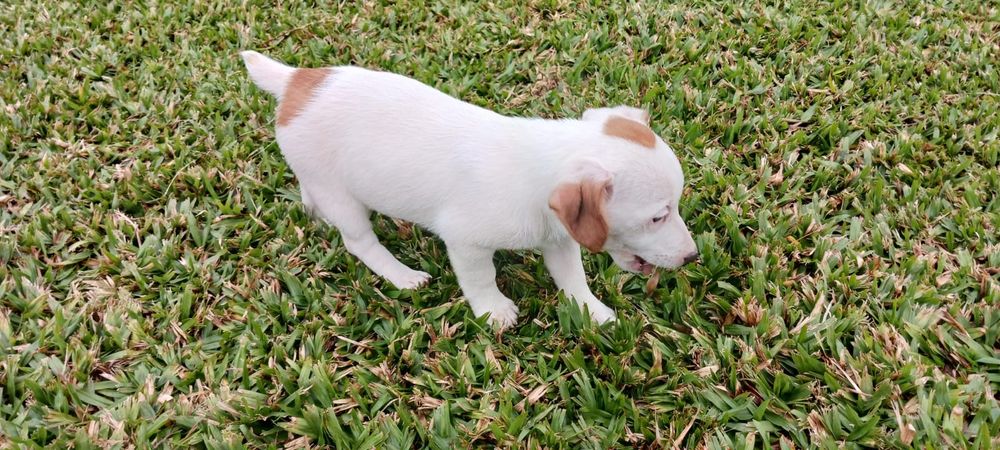 Jack Russell Terrier macho