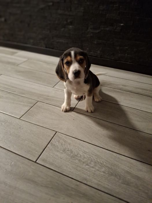 Beagle suczka rodowód