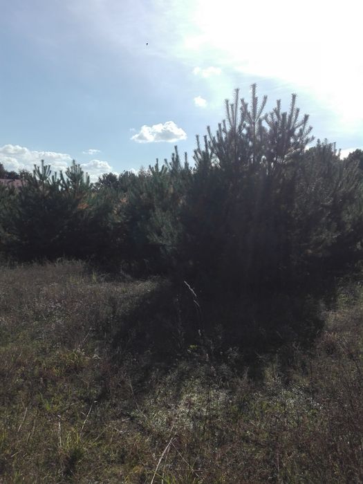 Oddam za darmo drzewa do wycinki
