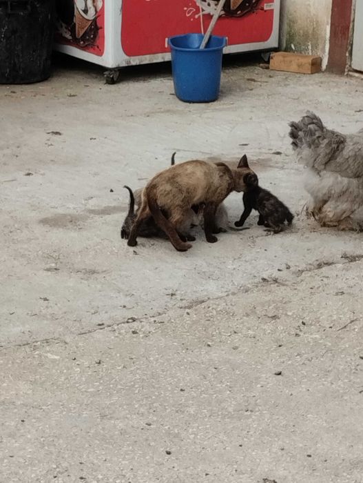 Dou gatinhos bebés lindos