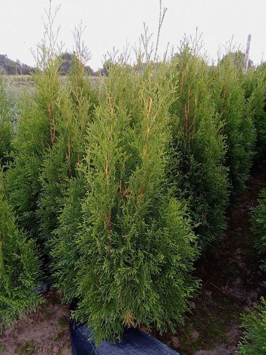 Tuja Szmaragd z gruntu 100-170cm Tuje Szkółka Niskie Ceny!