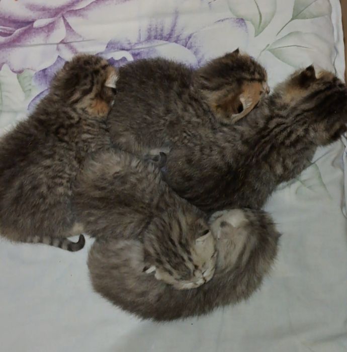 Шотландские вислоухие и прямоухие  котята