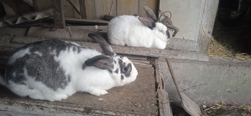 Продам крилі в каліфорнія є кітні самки