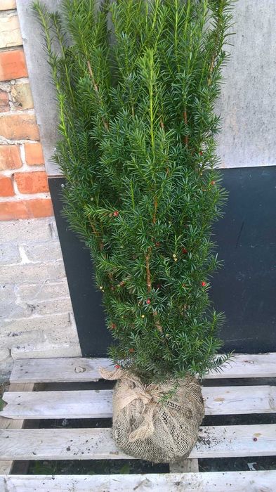 Mega Wysoki Żywopłot Cis Hicksii