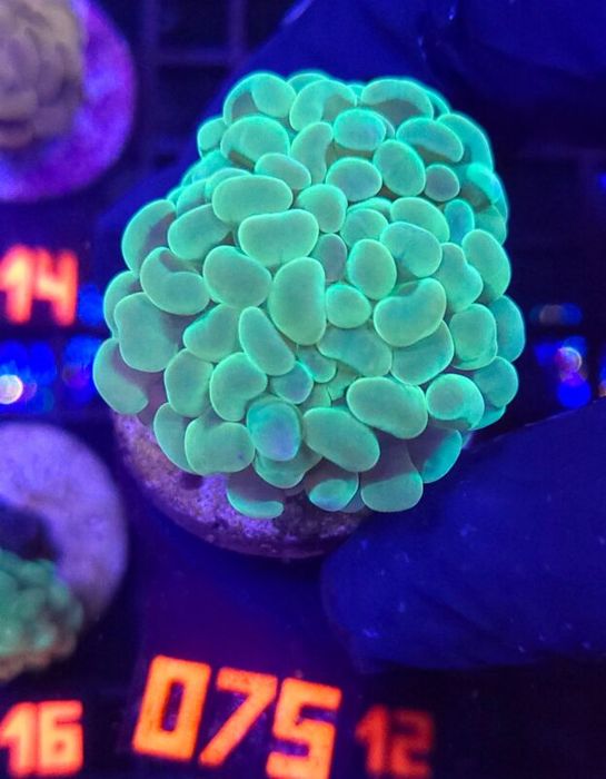 Euphyllia paraancora 2h (075) [Koralowiec]