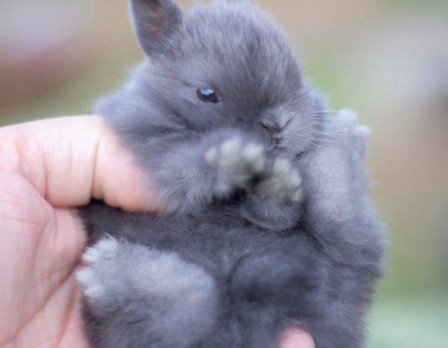 Нидерландский карликликовй кролик в невероятном окрасе голубой опал!