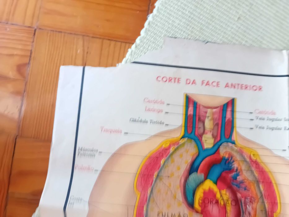 Corpo Humano (poster grande)