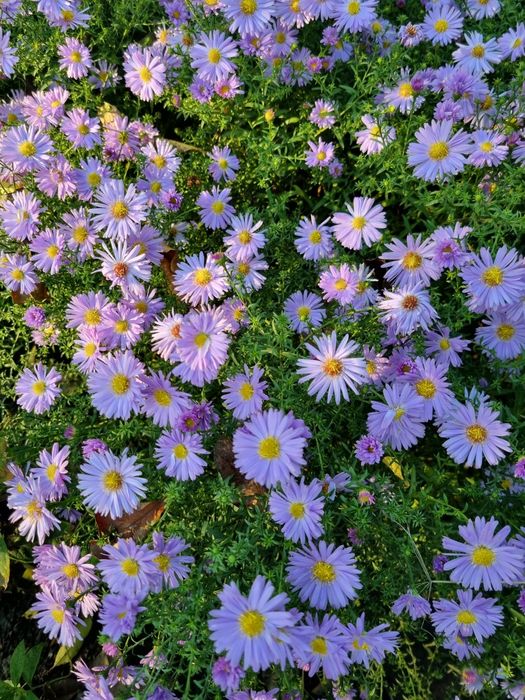 Ноябринка, многолетка, сиреневый цветок