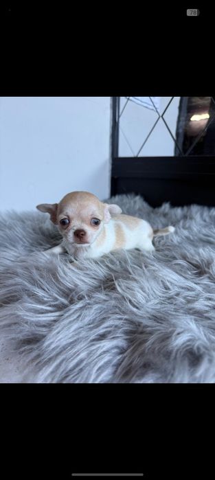 Chihuahua MENINO LINDO