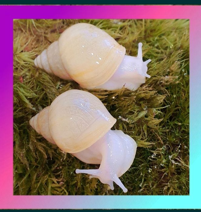 10 грн ЛИМИКОЛЯРИИ Ахатина, АрхАхатина улитки - Равлики