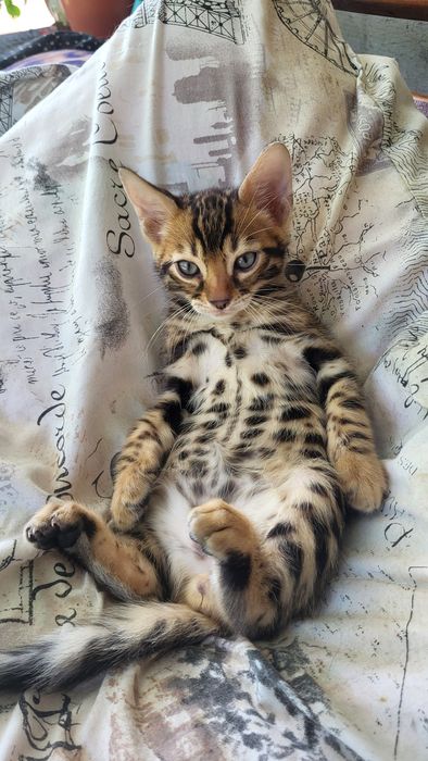 Бенгальские котята  клубные