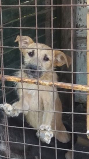 Бородатая, стерилизованная красотка ищет семью