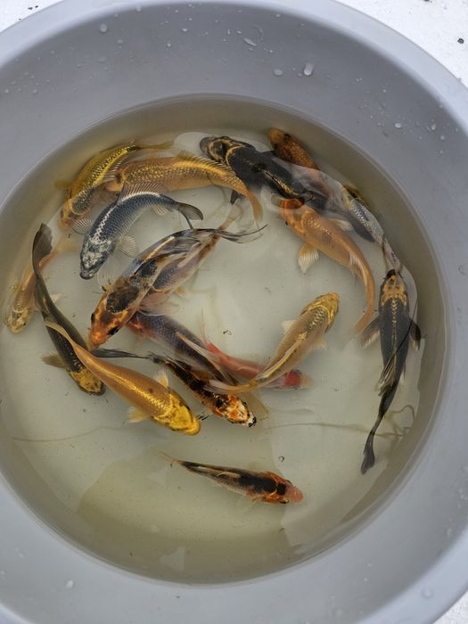 Karp koi lipcówka